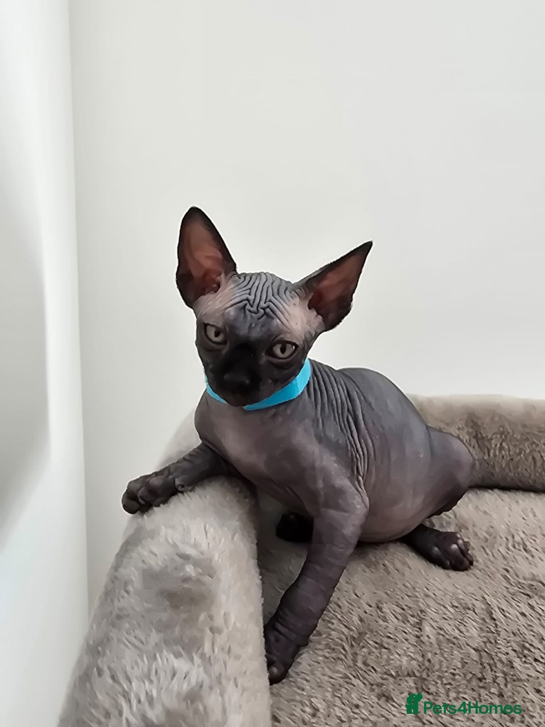 Sphynx cats for sale: TICA registered Canadian sphynx  - Image 9