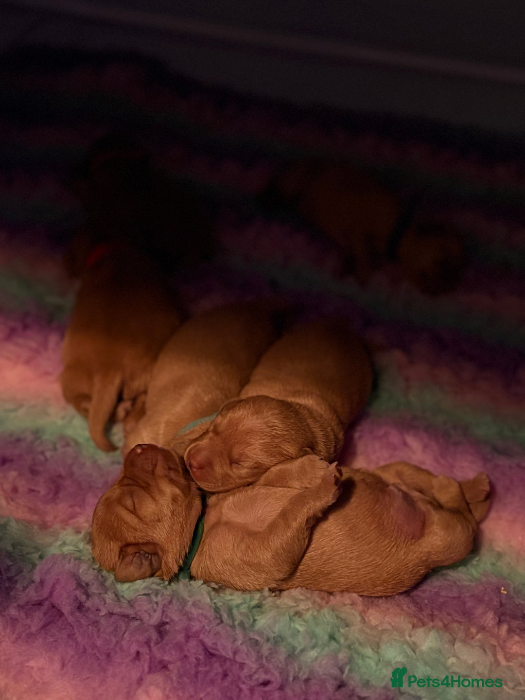 Labrador Retriever dogs for sale: KC Registered Fox red Labradors - Image 4