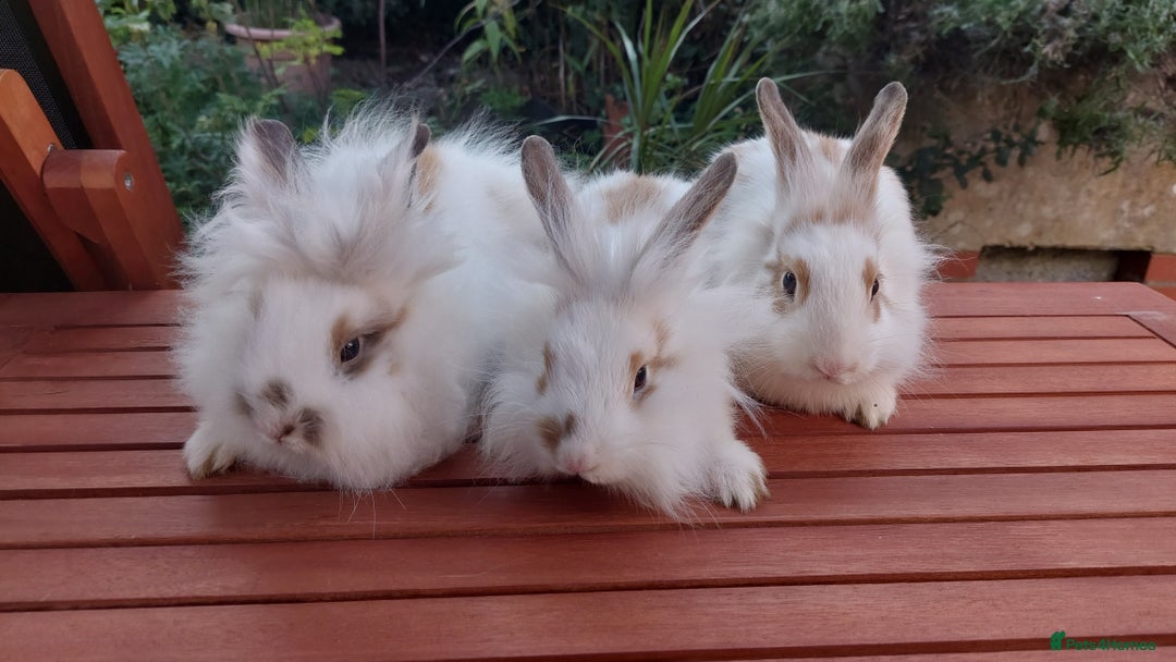 Mixed Breed rabbits for sale: Very pretty soft fluffy bunnies - Image 13