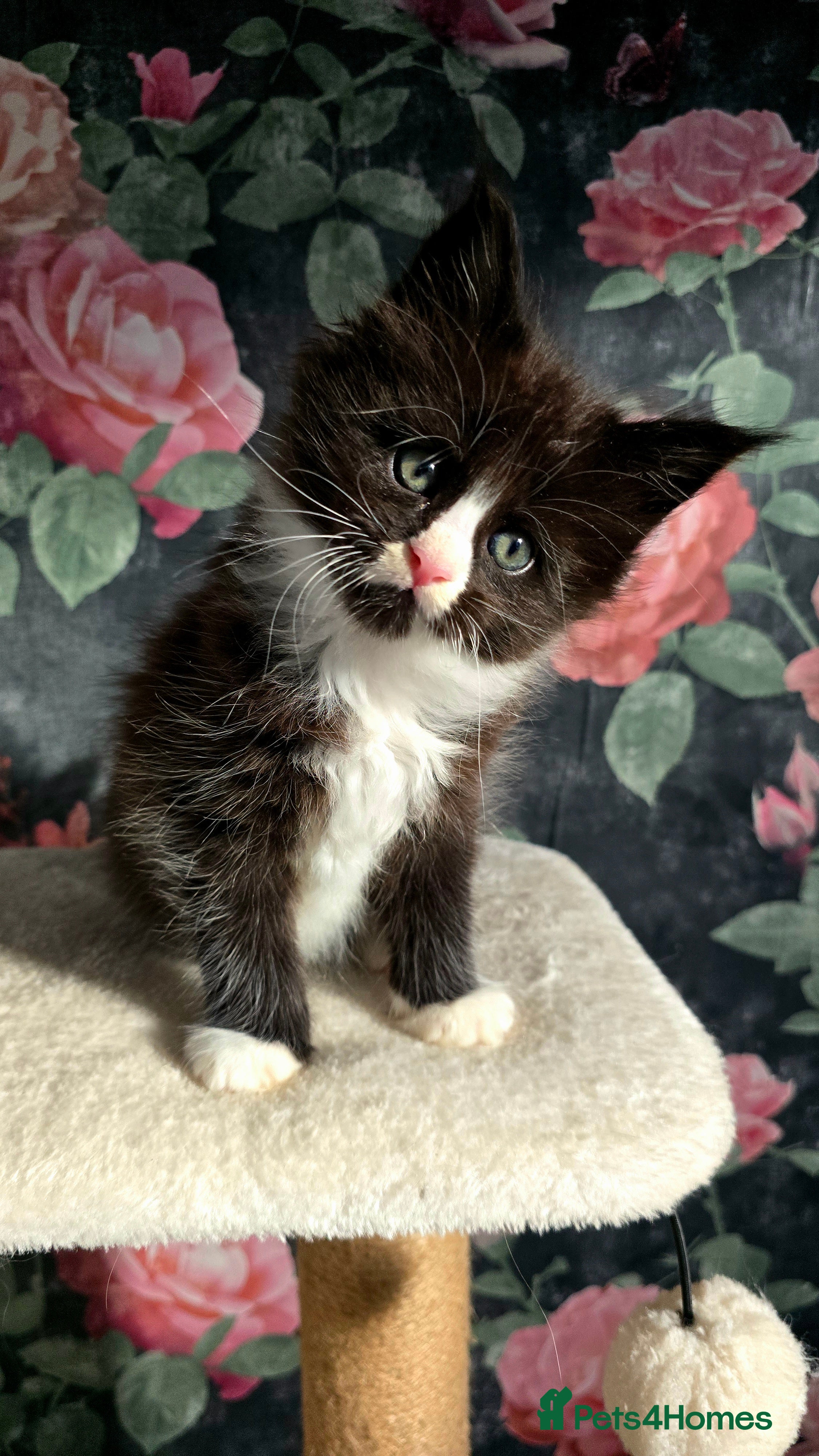 Maine Coon cats stunning bicolour   - Advert 13