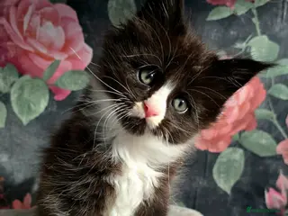 Maine Coon cats stunning bicolour - Advert 13