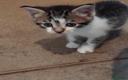 Mixed Breed cats for sale: Lovely Bengal x kittens for sale. - Advert 9