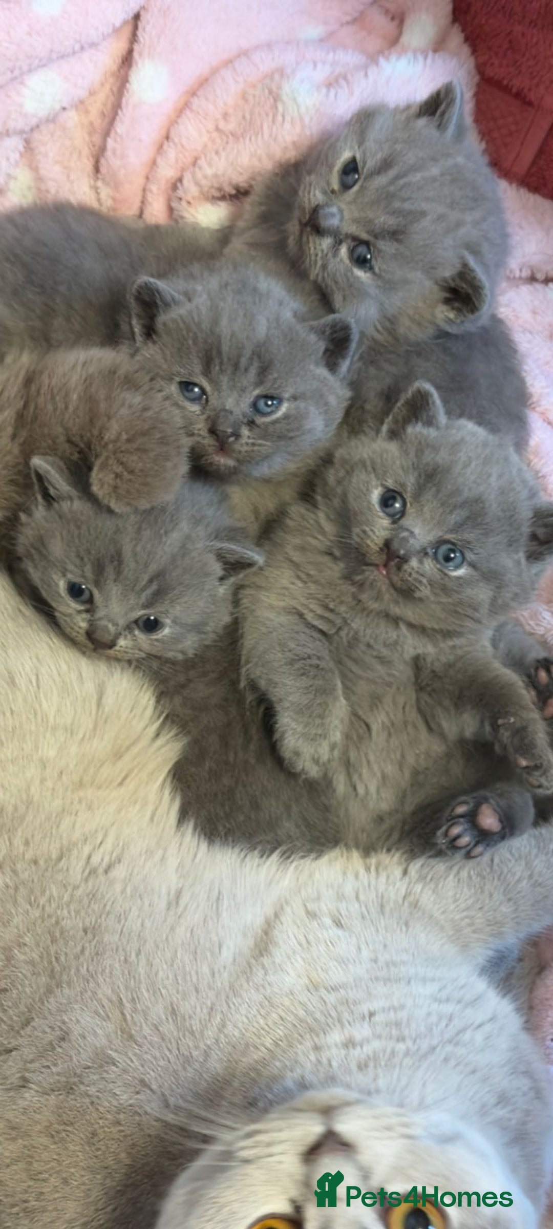British Shorthair cats for sale: Show quality British Short Hair kittens - Advert 1