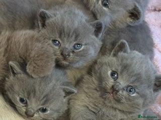 British Shorthair cats Show quality British Short Hair kittens - Advert 2