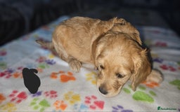Cockapoo dogs for sale: Cockerpoo  - Image 20