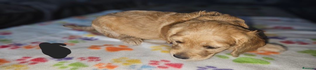 Cockapoo Puppy 