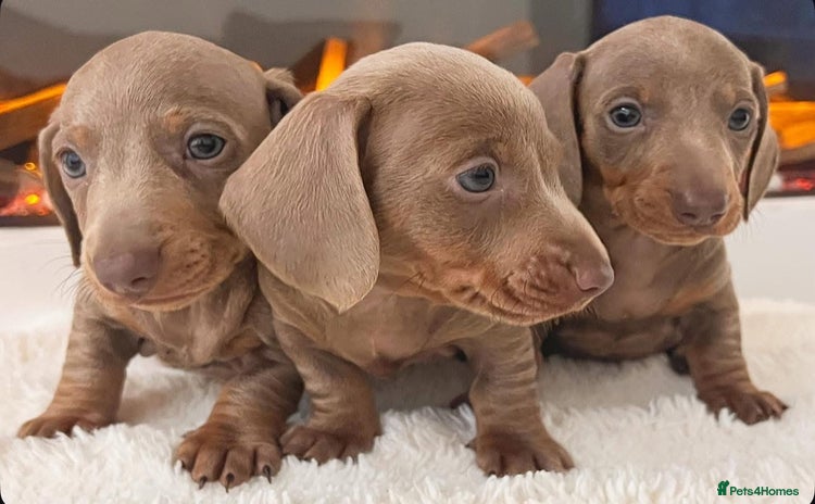 Miniature Dachshund dogs - Advert 9