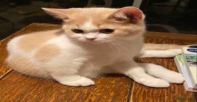 British Shorthair cats - Advert 11