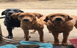 Labrador Retriever dogs for stud: Red Labrador Stud Dog - Image 12