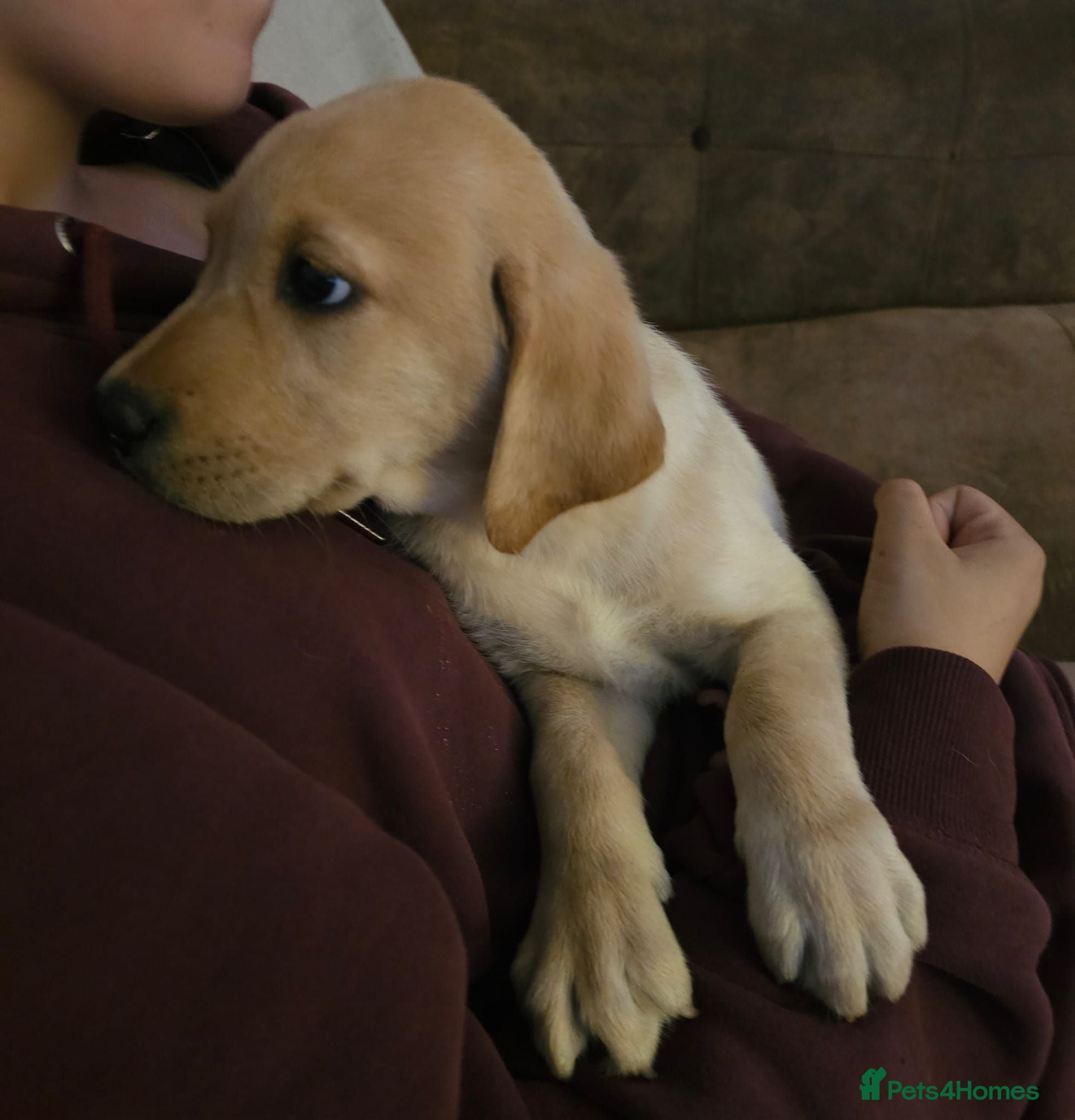 Labrador Retriever dogs 🐾 Labrador Puppies for Sale 🐾 - Advert 1