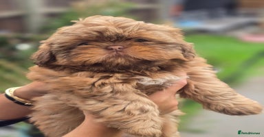 Shih Tzu dogs - Advert 10