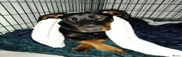 Dobermann dogs for sale: 4 year old male Doberman - Travis - Advert 13