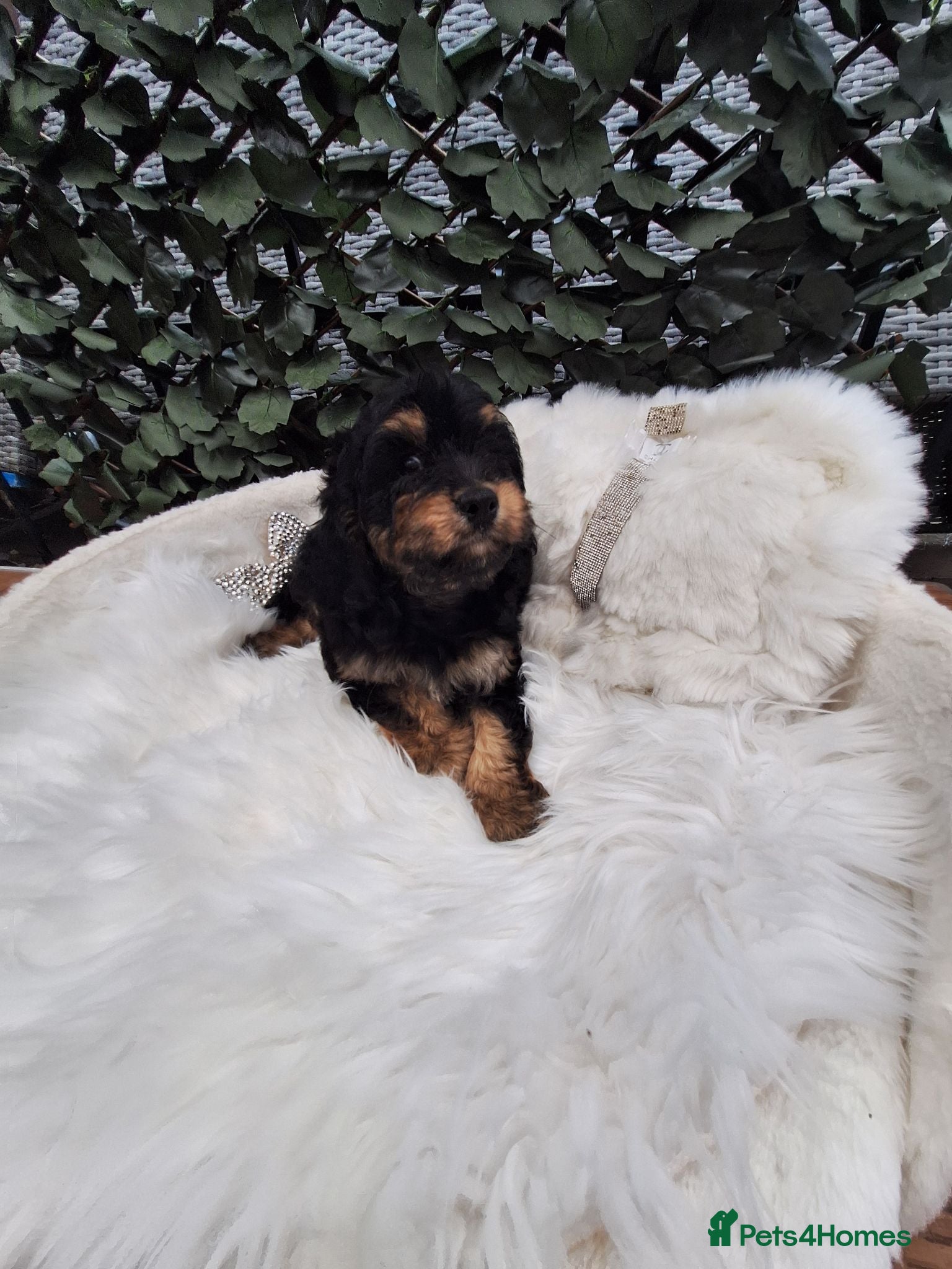 Cavapoo dogs F1 CAVAPOO PUPPIES READY NOW - Advert 1