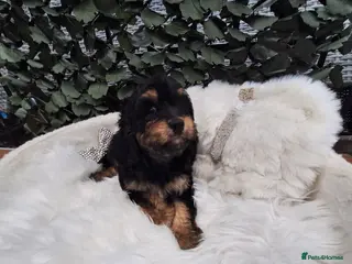 Cavapoo dogs F1 CAVAPOO PUPPIES READY NOW - Advert 1