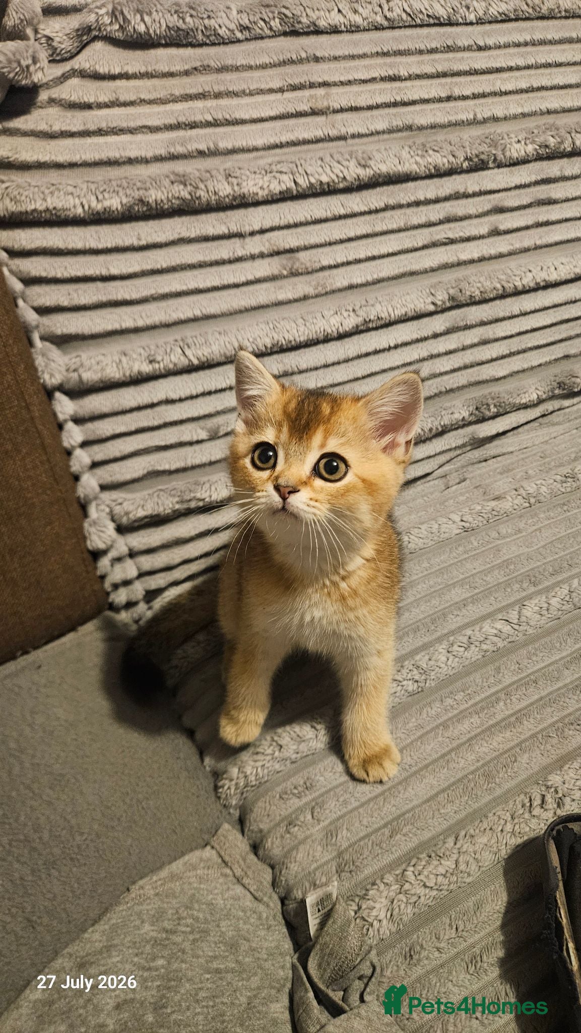 Scottish Fold cats 🐾 Stunning Golden ScottishFold&Straight Kittens🐾 - Advert 2