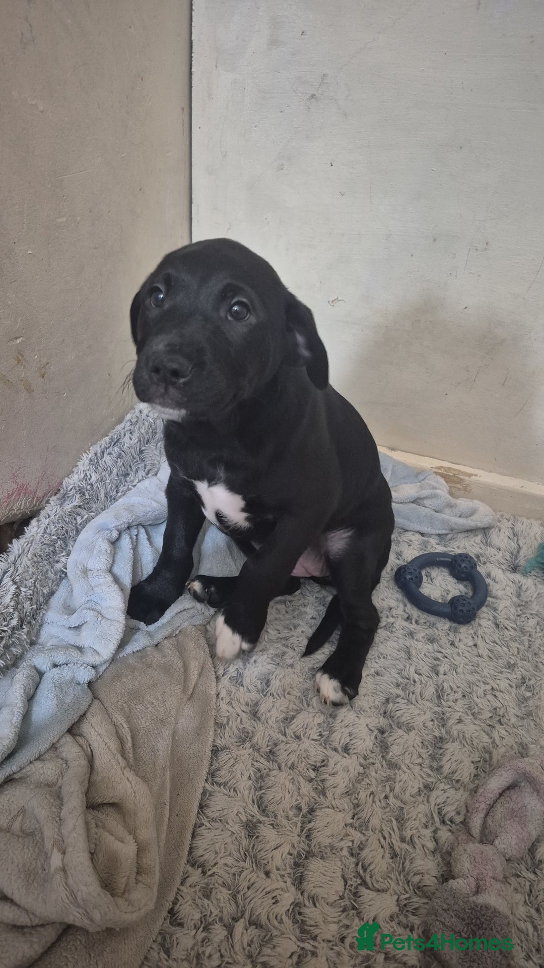 Mixed Breed dogs for sale: Staffadors  - Advert 4