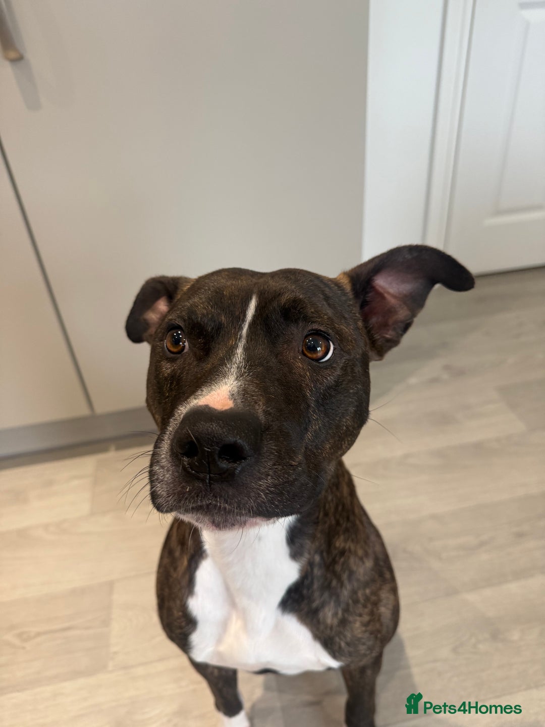 Mixed Breed dogs for sale: Bennie Staff Cross American Bulldog - Image 5