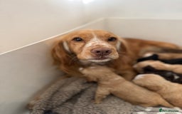 Cockapoo dogs for sale: 🐶Stunning F1 Cockapoos, Licensed Breeder🐾 - Advert 8