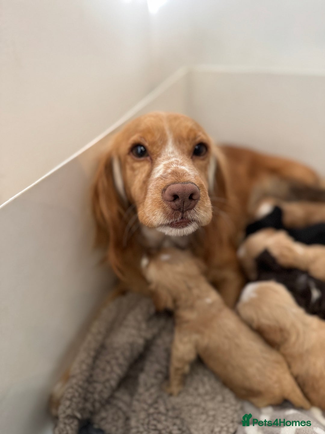 Cockapoo dogs for sale: 🐶Stunning F1 Cockapoos, Licensed Breeder🐾 - Advert 8