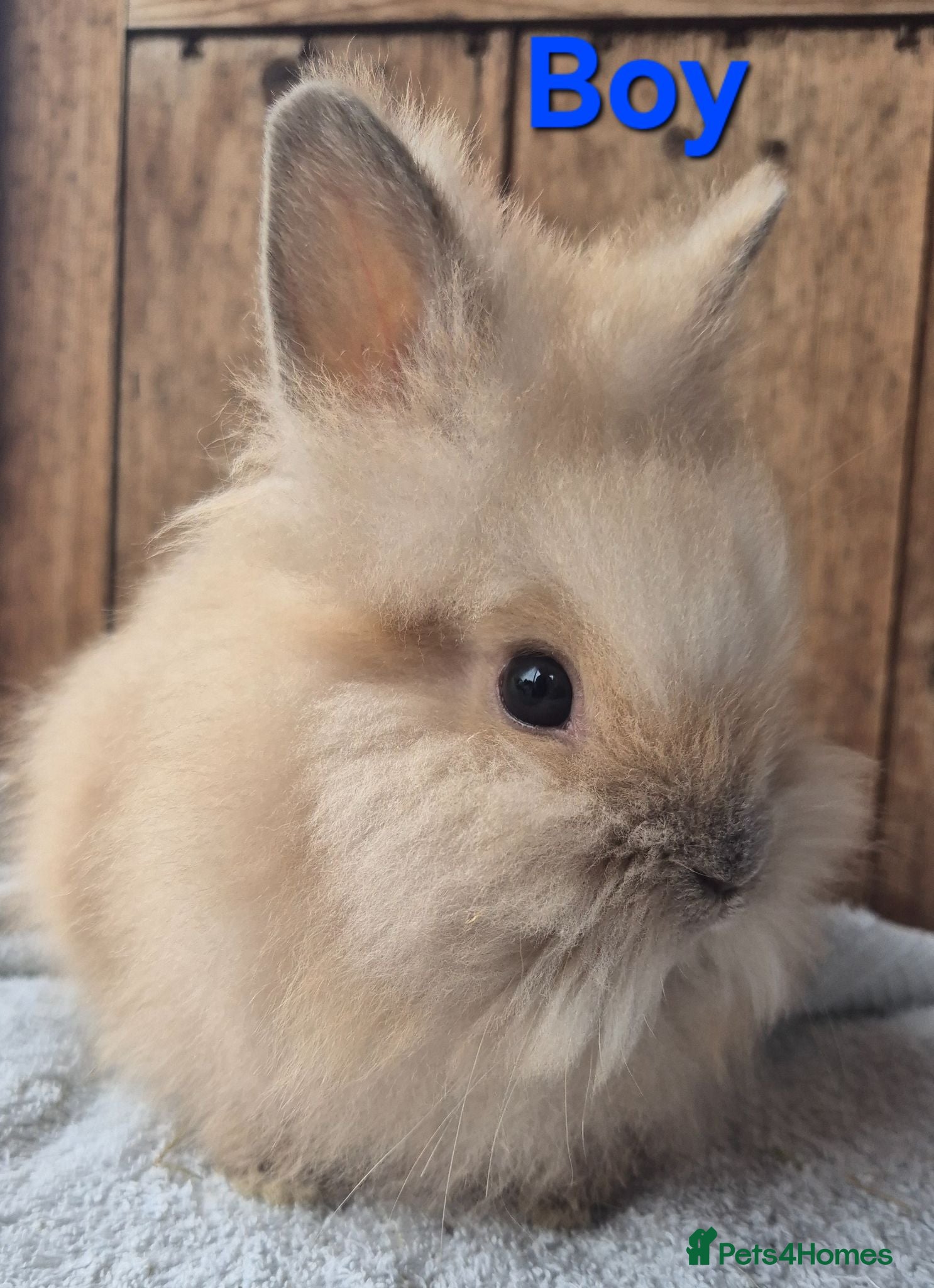 Lionhead rabbits Lion head babys ready now.  - Advert 1