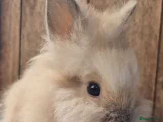 Lionhead rabbits Lion head babys ready now. - Advert 1