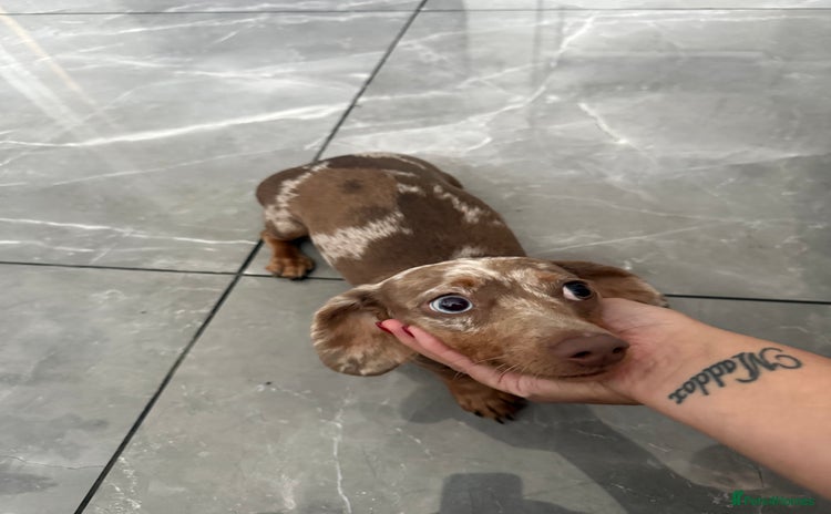 Miniature Dachshund dogs - Advert 5