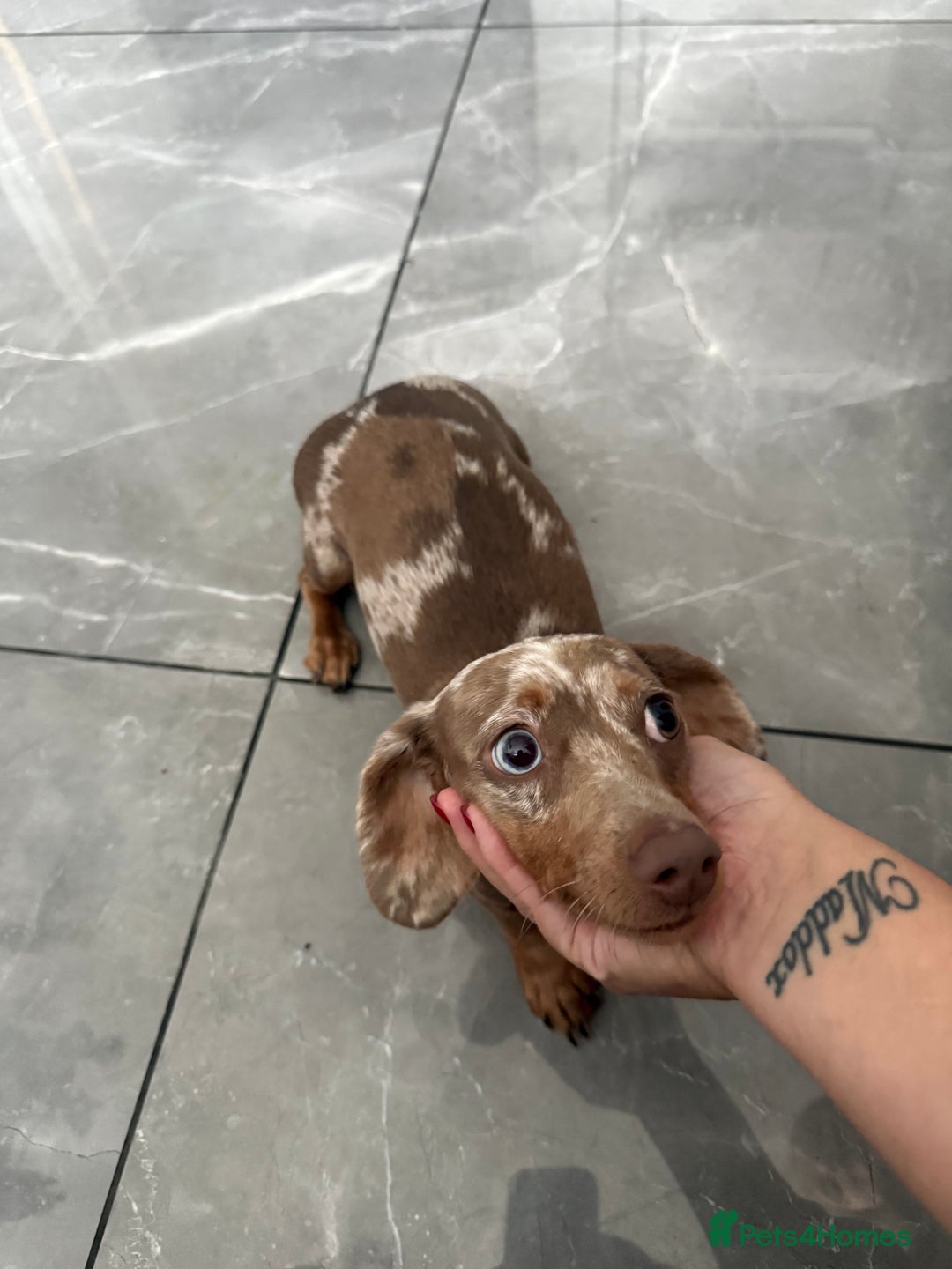 Miniature Dachshund dogs for sale: 1 year old minuture Isabelle dapple - Image 1