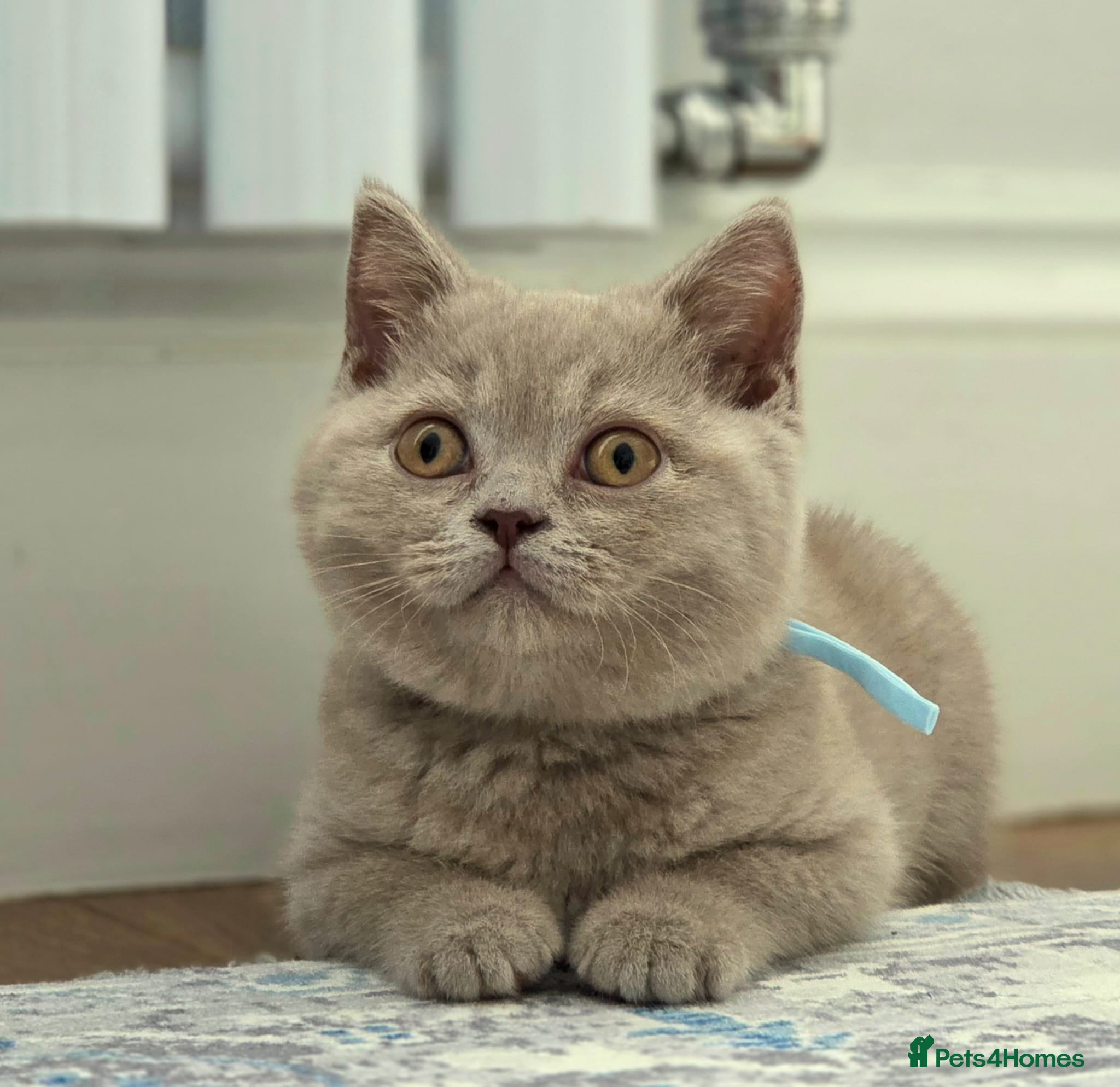 British Shorthair cats British Shorthair Kittens / Fawn Queen / Lilac Dad - Advert 2