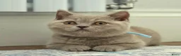 British Shorthair cats for sale: Chunky Teddy Bear ✨ Pure British Shorthair Kittens - Advert 22