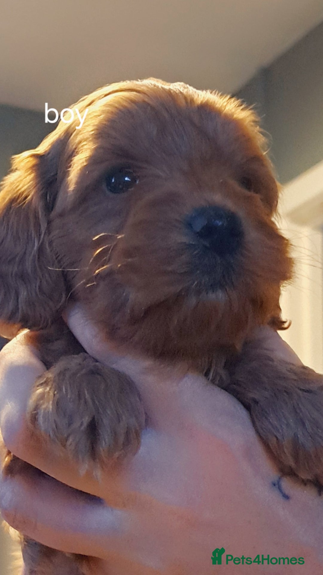 Cockapoo dogs for sale: Miniature cockapoos  - Advert 7