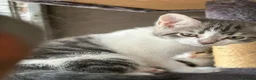 Mixed Breed cats for sale: Mixed breed kittens  - Advert 7