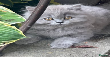 British Shorthair cats - Advert 13