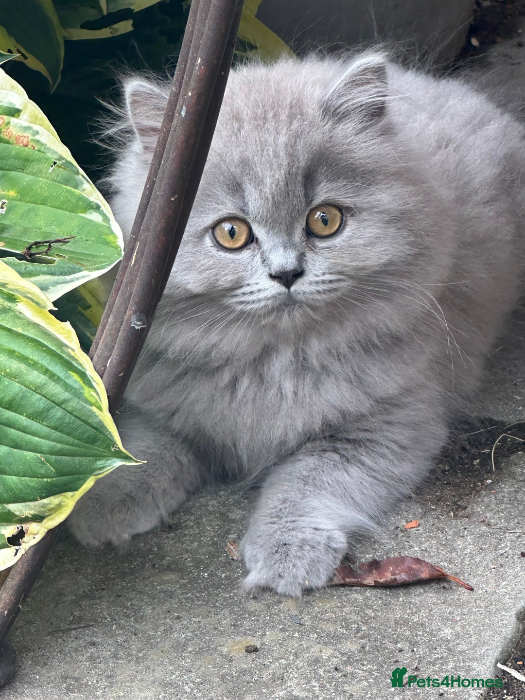 British Shorthair cats for sale: REDUCED - Image 6
