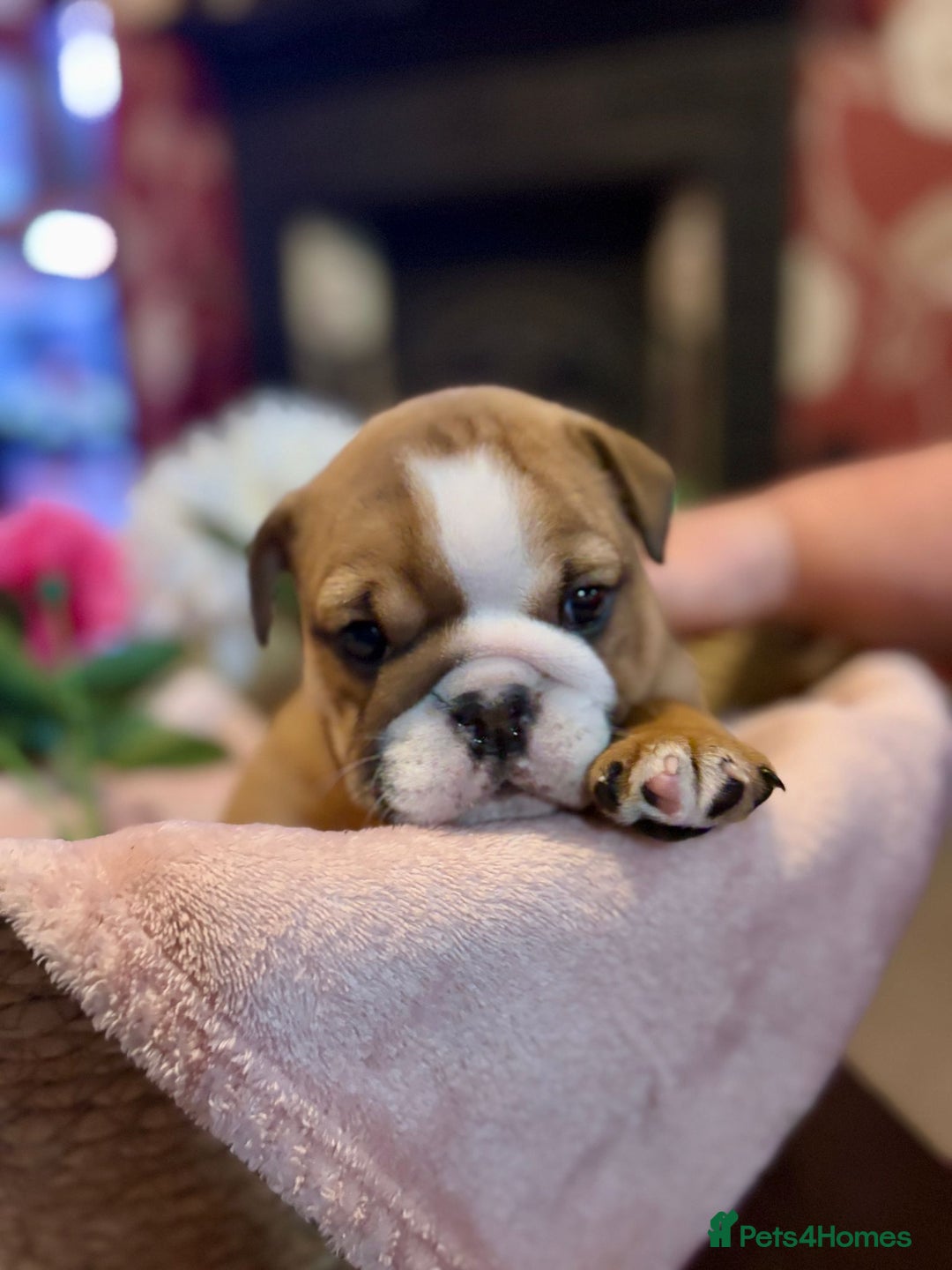 English Bulldog dogs for sale: 💙💗 exceptional English bulldog puppies 💗 💙  - Image 8