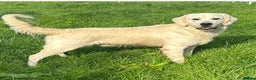 Golden Retriever dogs for stud: Kc registered and health tested stud dog  - Advert 2
