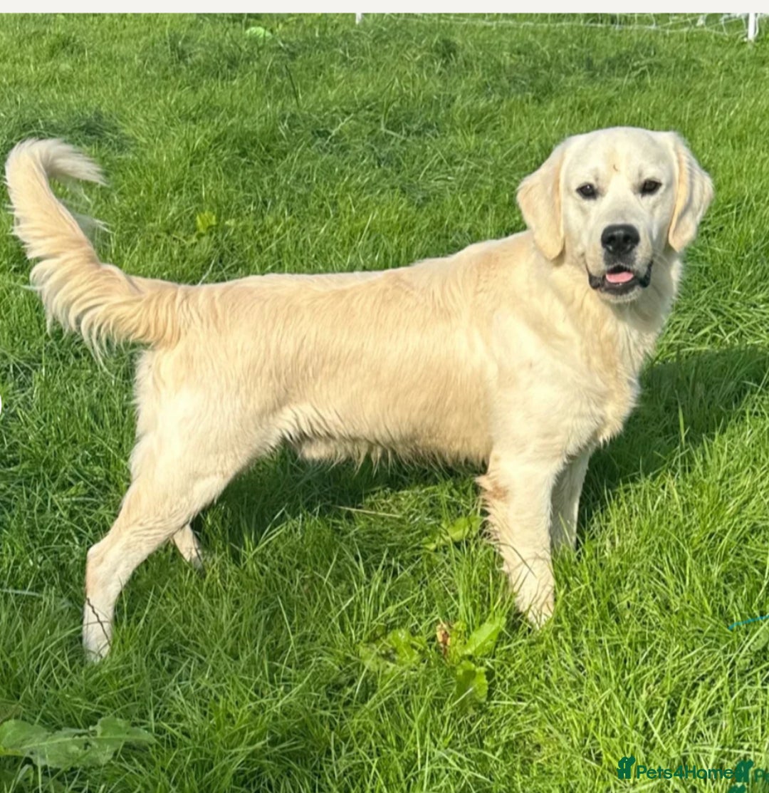 Golden Retriever dogs for stud: Kc registered and health tested stud dog  - Advert 2