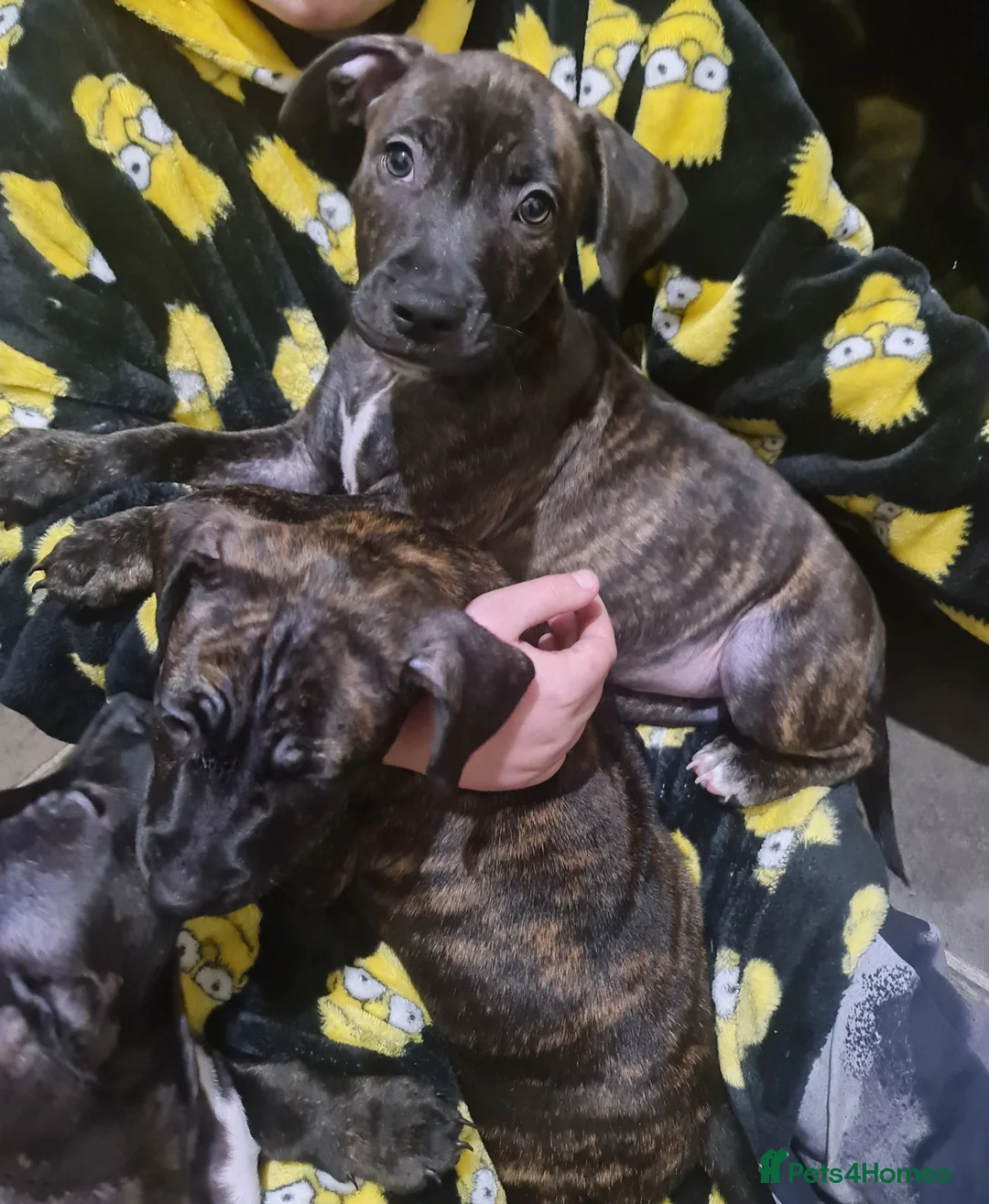 Staffordshire Bull Terrier dogs for sale: Classical staffy male pups - Advert 12