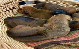 Rhodesian Ridgeback dogs for sale: Eu**an Champion Pedigree KC  - Image 1