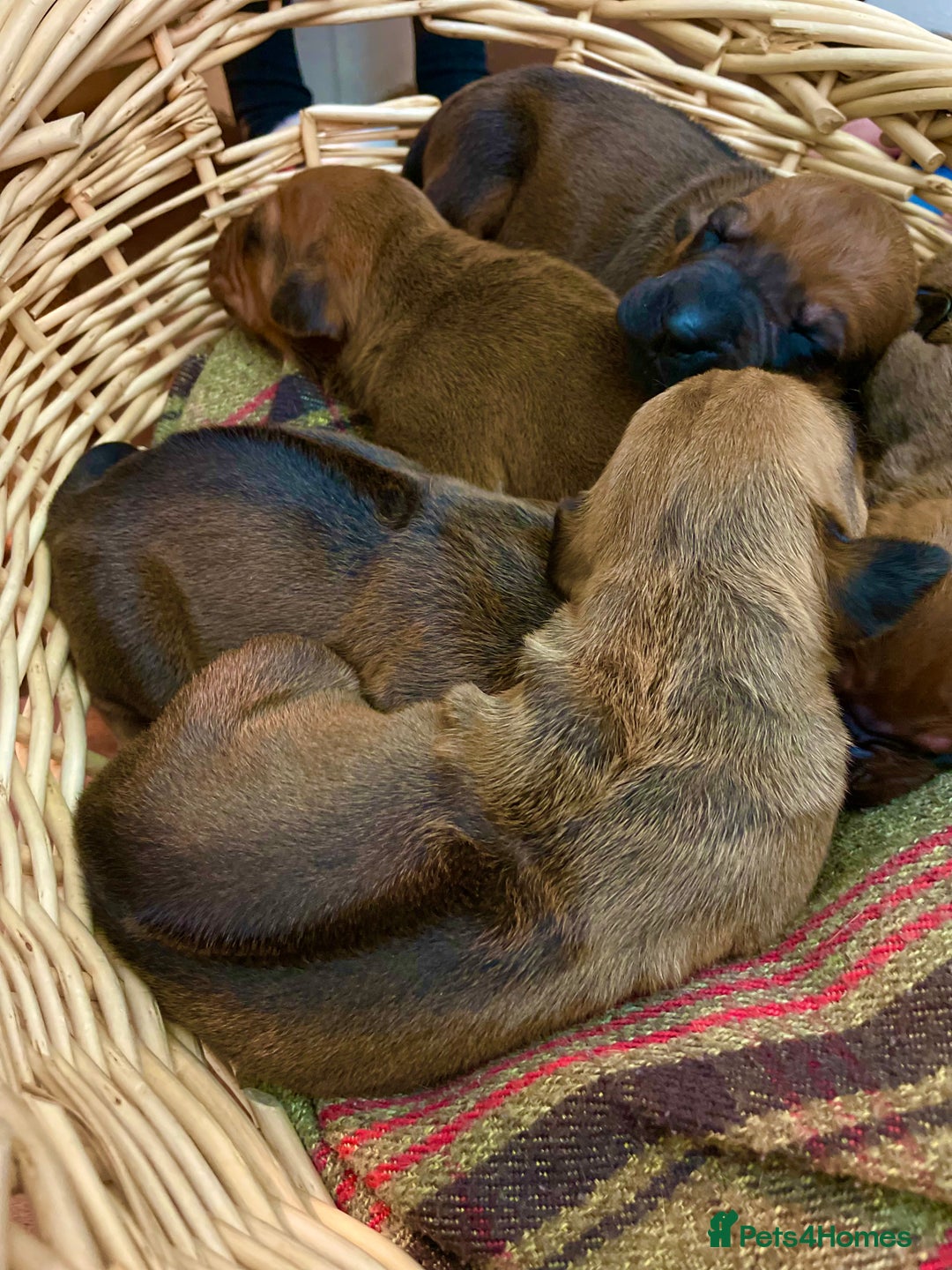 Rhodesian Ridgeback dogs for sale: Eu**an Champion Pedigree KC  - Image 1