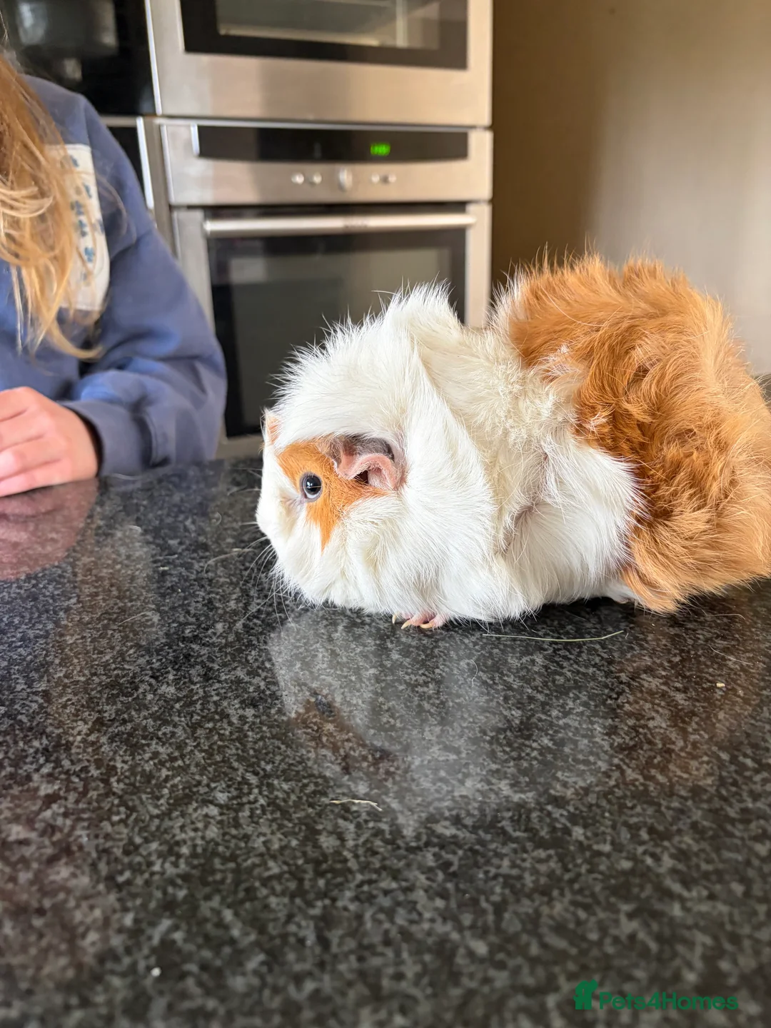 Guinea Pig rodents for sale: Two Female Guinea Pigs looking for home together  - Advert 6