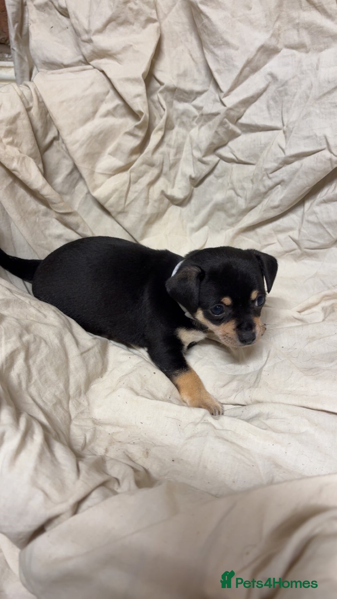 Mixed Breed dogs for sale: 🐶 Adorable Miniature Pinscher×Chihuahua Puppies - Advert 16