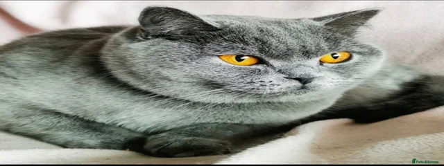 Feona 