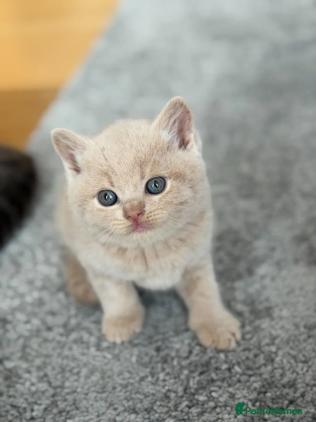 British Shorthair cats for sale: British Shorthair Kittens 🐾 Ready Soon - Advert 18