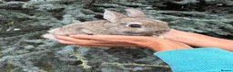 Netherland Dwarf rabbits for sale: Netherland Dwarf Baby Rabbit Female Doe  - Advert 2