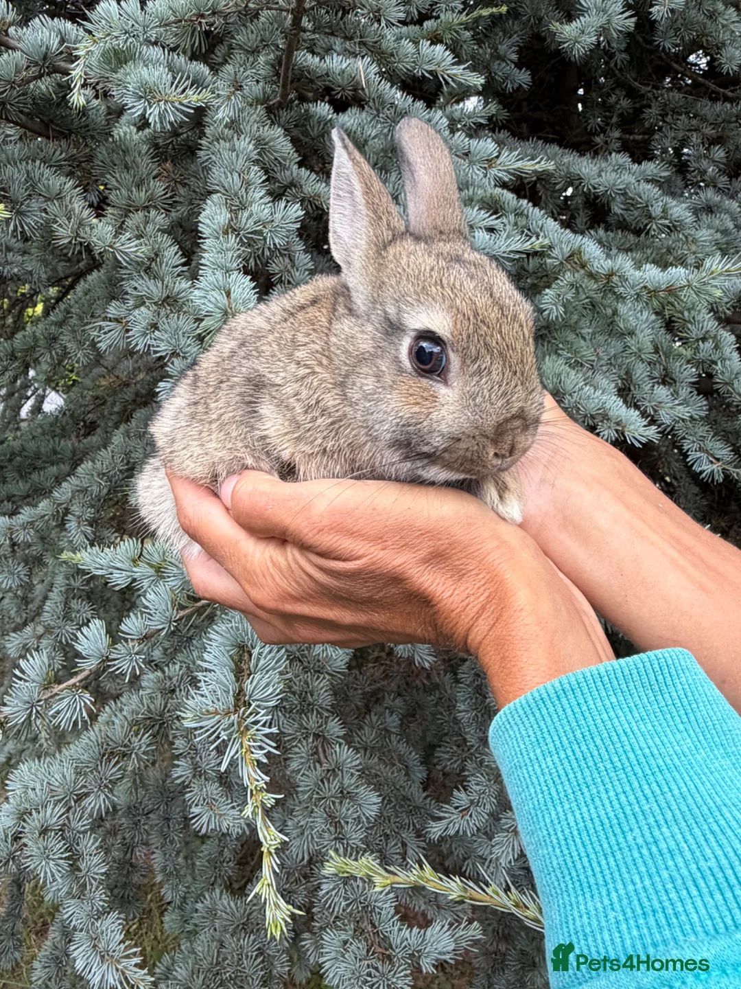 Netherland Dwarf rabbits for sale: Netherland Dwarf Baby Rabbit Female Doe  - Advert 2
