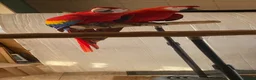 Macaws birds for sale: Pair of Scarlet Macaws - Advert 3