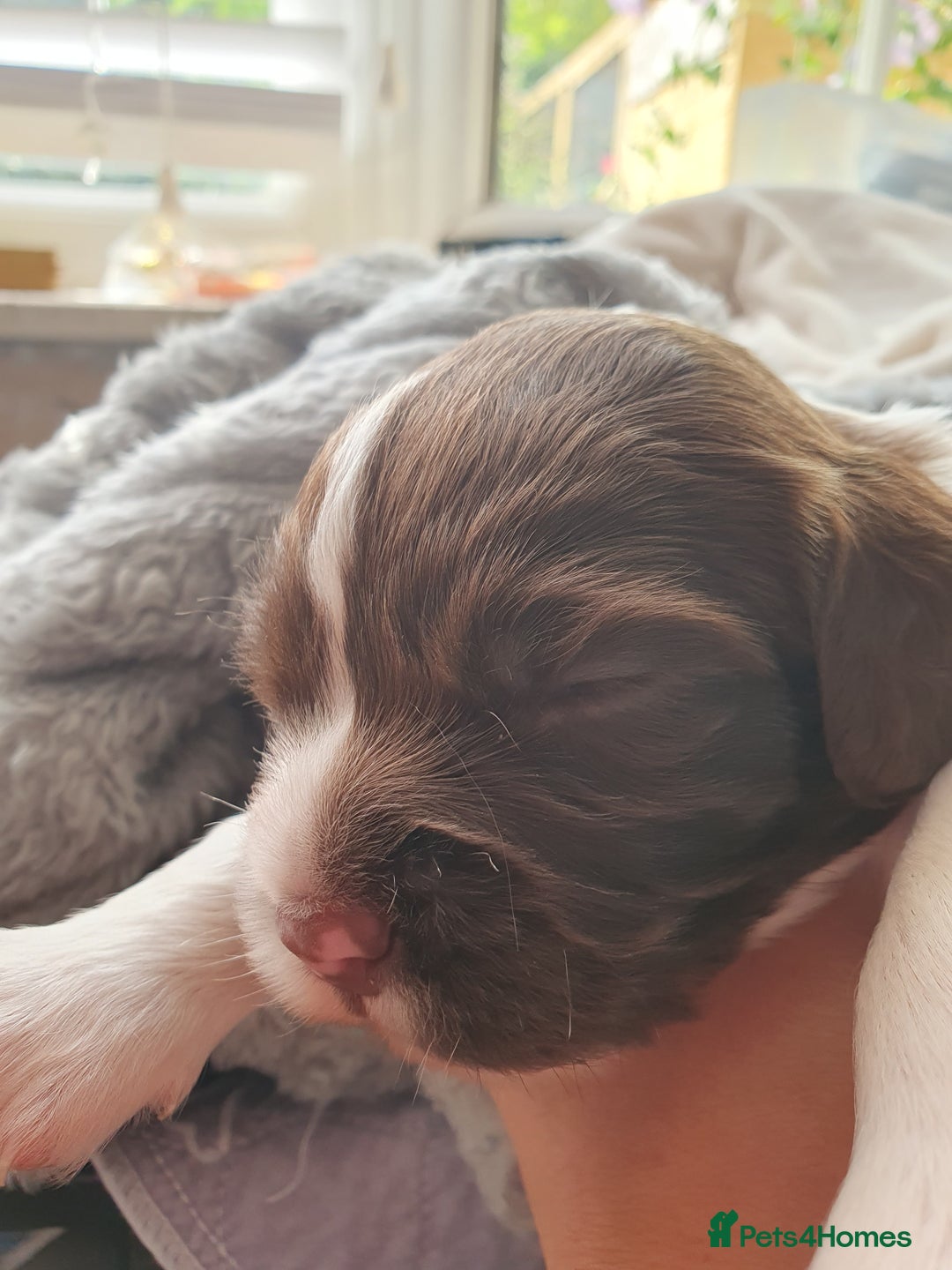 English Springer Spaniel dogs for sale:   English Springer Spaniel puppies  - Image 9