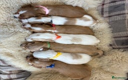 Cocker Spaniel dogs for sale: Beautiful cocker spaniel puppies  - Image 3