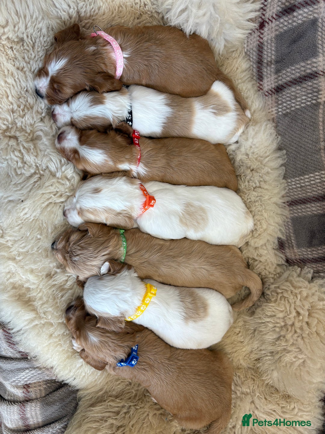 Cocker Spaniel dogs for sale: Beautiful cocker spaniel puppies  - Image 3