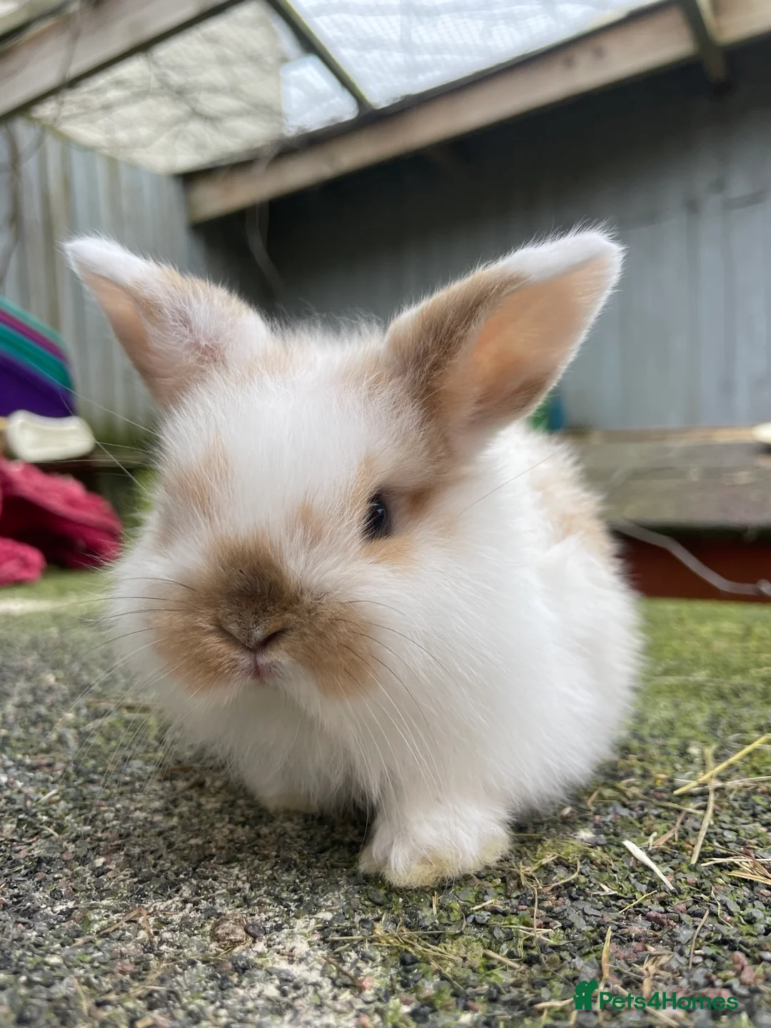 Mini Lop rabbits for sale: Beautiful mini lops looking for their forever home - Advert 1